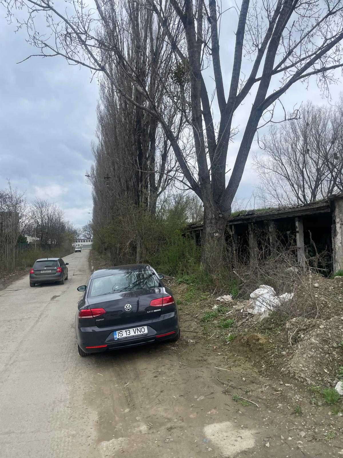 Cedez gratuit copaci plopi groși buni de făcut scândură sau de foc