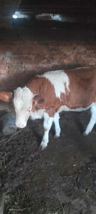 Vițea bălțată românească