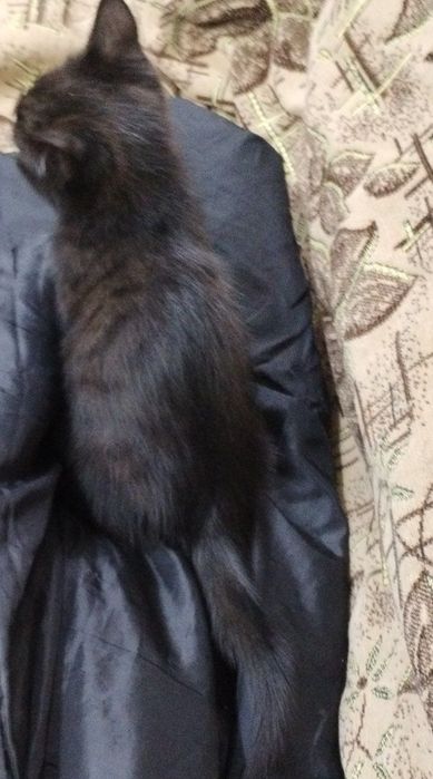 Отдам котёнка в хорошие добрые руки