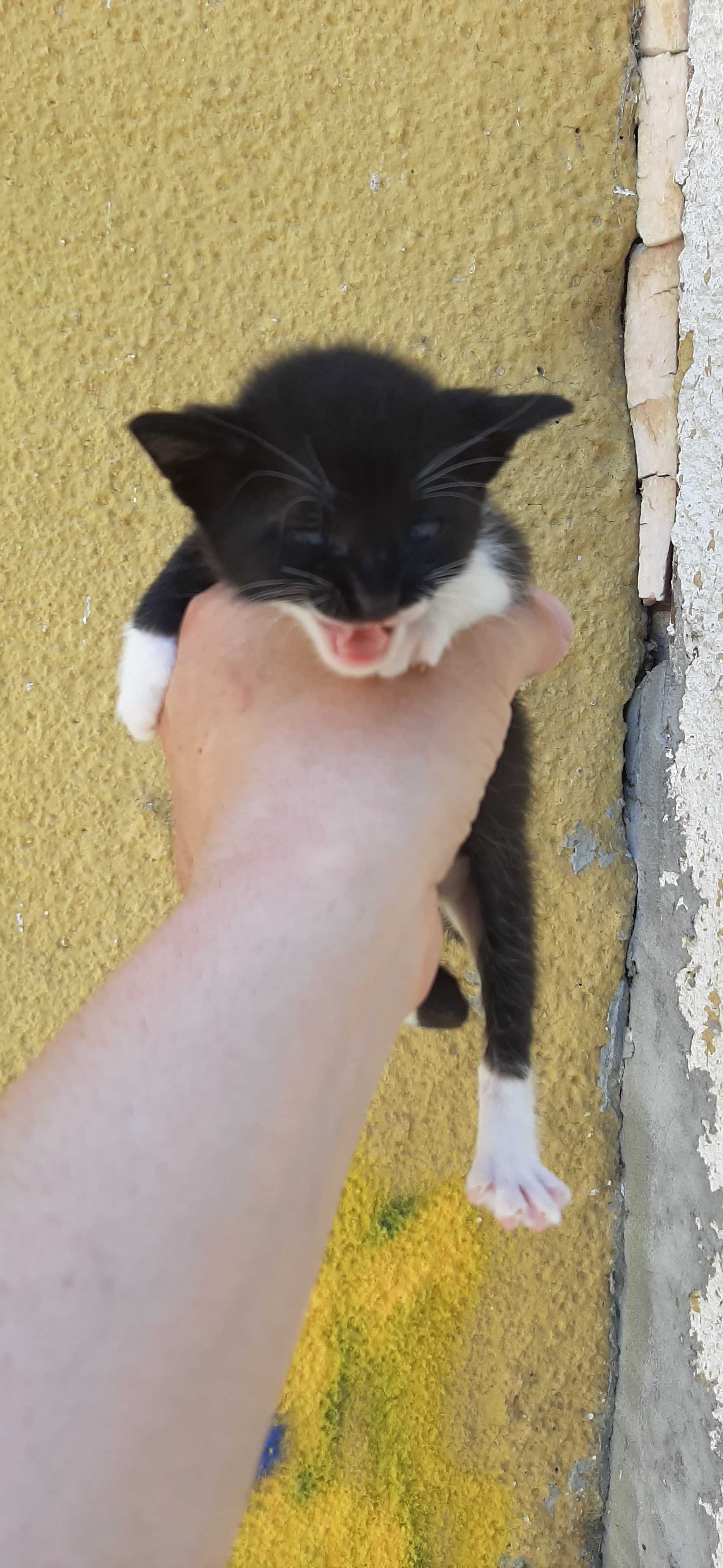 Подърявам малки котета на месец и половина.