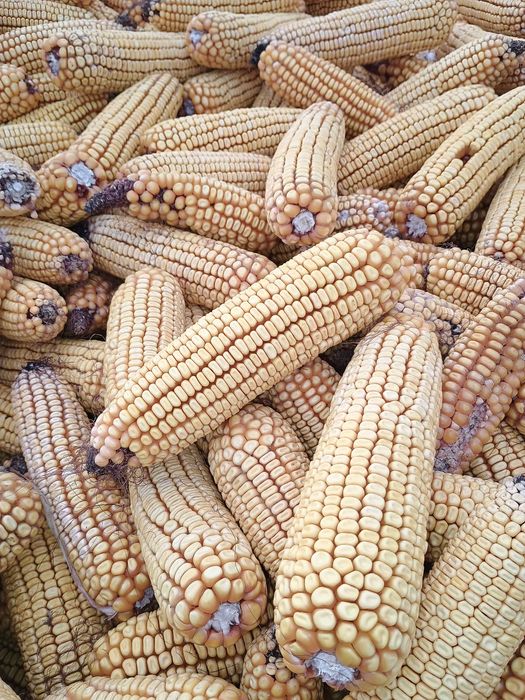 Vând porumb știuleți