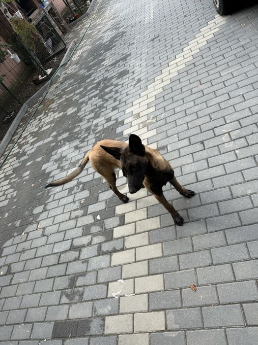 Vand femela ciobnesc belgian malinois