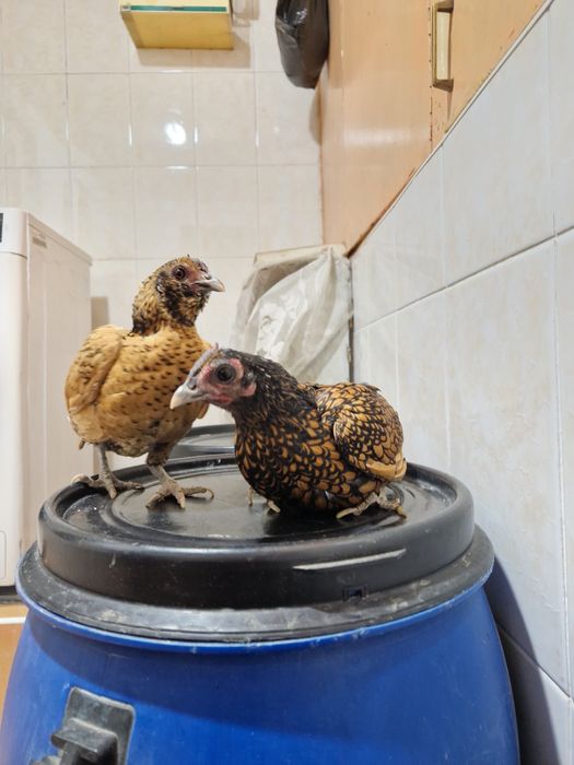 Asalomu aleykom sbritla yaponla sotiladi hozr bo'ta 2 ta to'vug'i