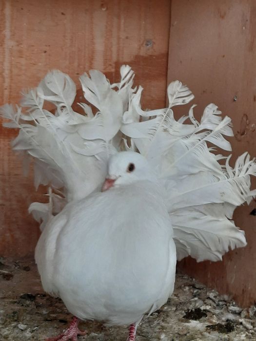 Porumbei de ornament voltati