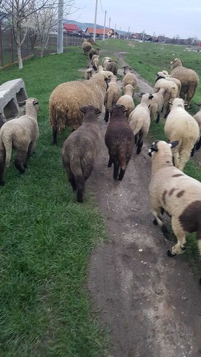 Vand miei cu greutatea între 20 - 30  kg