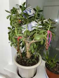 Продам денежное дерево-толстянка