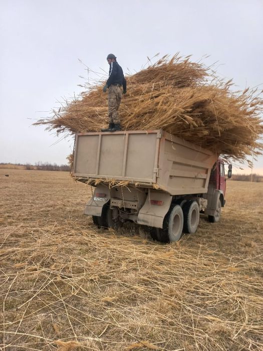 Қамыс, Камыш для утепление крышы