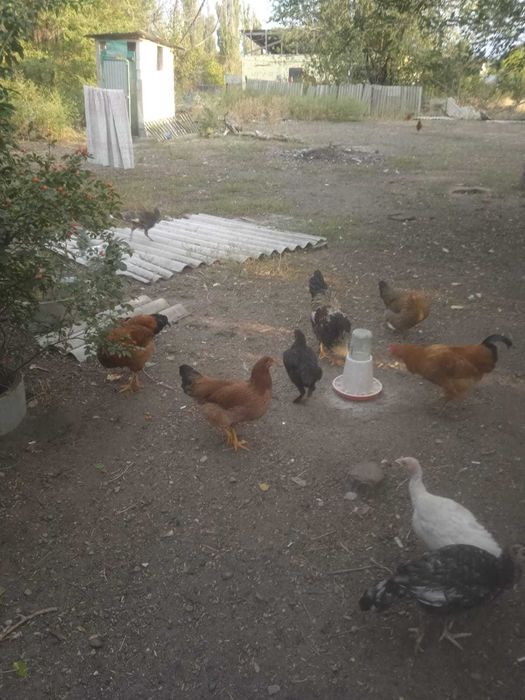 Гуси куры птица домашняя