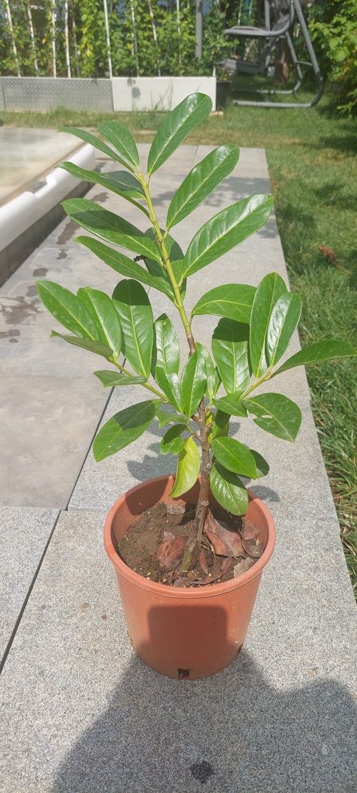 Laur englezesc. Prunus laurocerasus