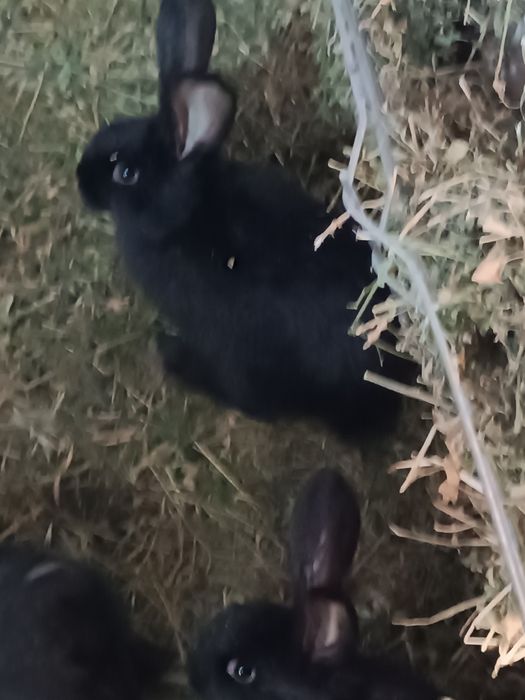 Pui iepuri de vanzare