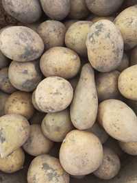 Картофель для посадки семенной