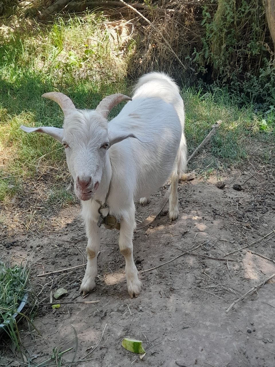 Taka sotiladi enasi 3 letir sut beradi