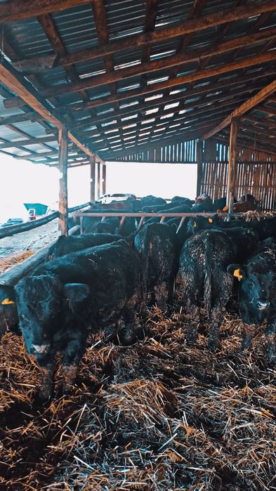 Vând vitei de angus