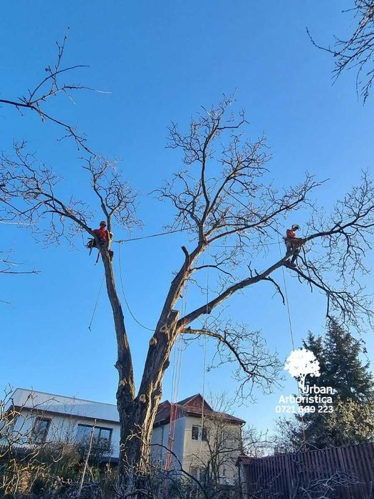 Toaletare Nuc sau Taiere Fără Pagube - Servicii Arborist Cluj-Napoca