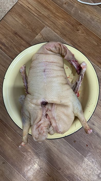 Гуси домашние…..