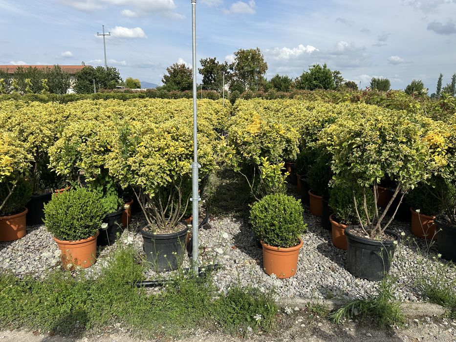 Plante ornamentale pentru spati verzi terase alei gazon piatra natural