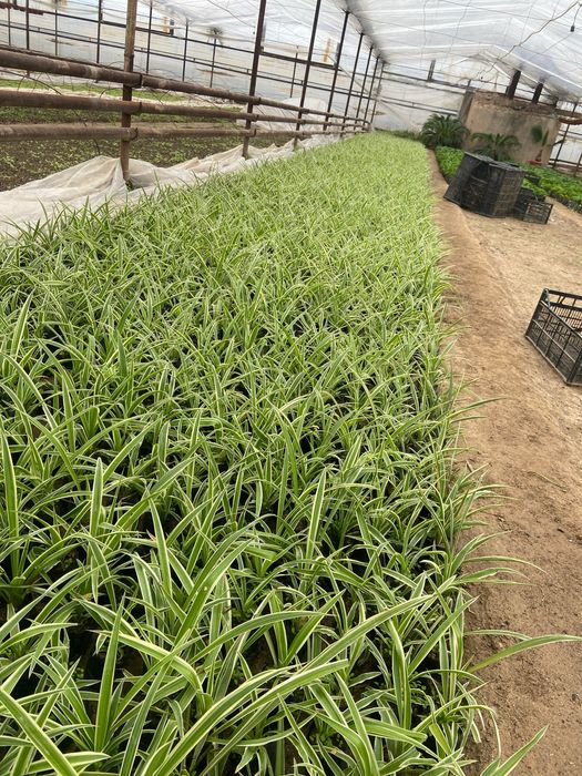 Honaki gul o’zidan kislarot chiaqruvchi gul