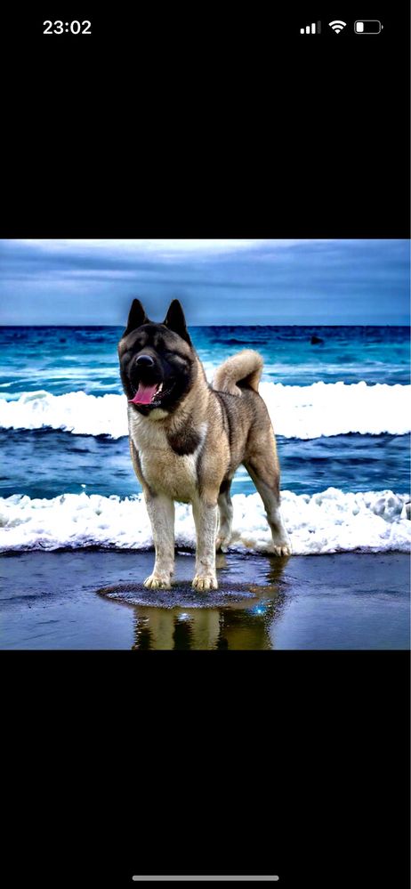 American Akita / Puppy / Top Line / Pedigree