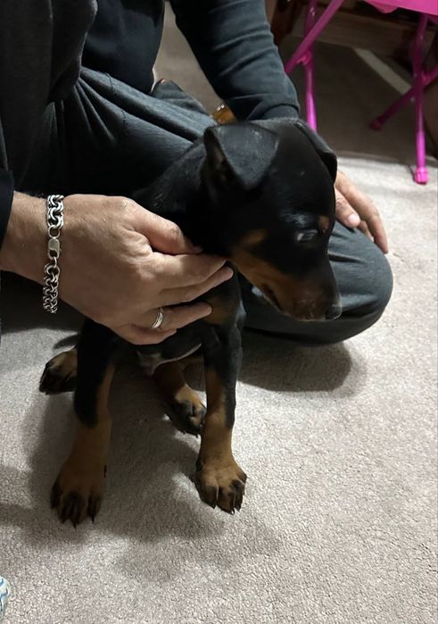 Продоётся щенок доберман