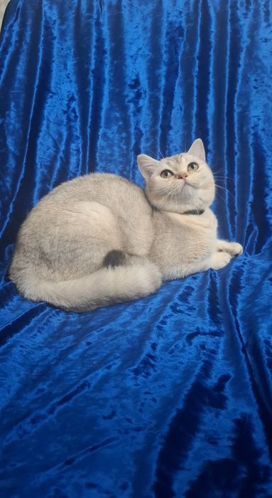 Котята Шотландский скоттиш страйт