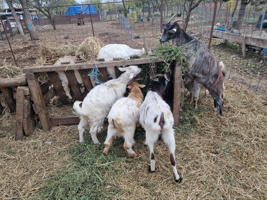 Capre tinere și iedute