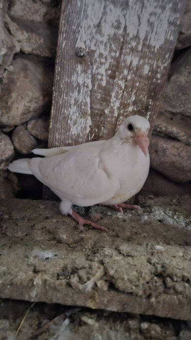 Porumbei albi voiajori pui.