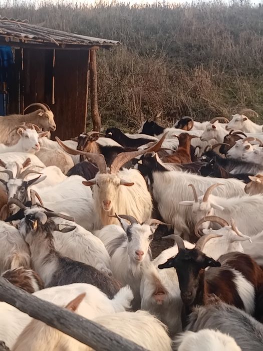 Tap Sannen de vânzare