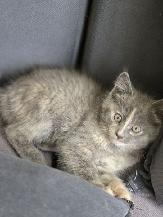 Котята в хорошие руки