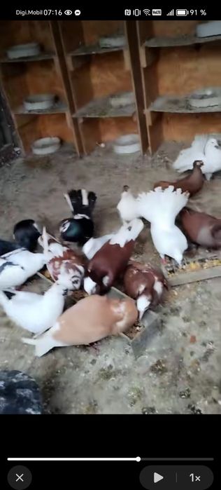 Vând porumbei voiajori și ornament