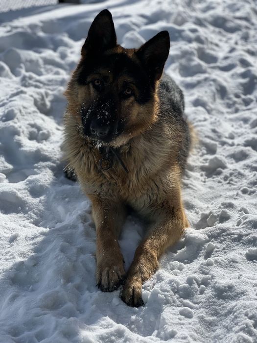 Пес немецкой овчарки ищет подружку