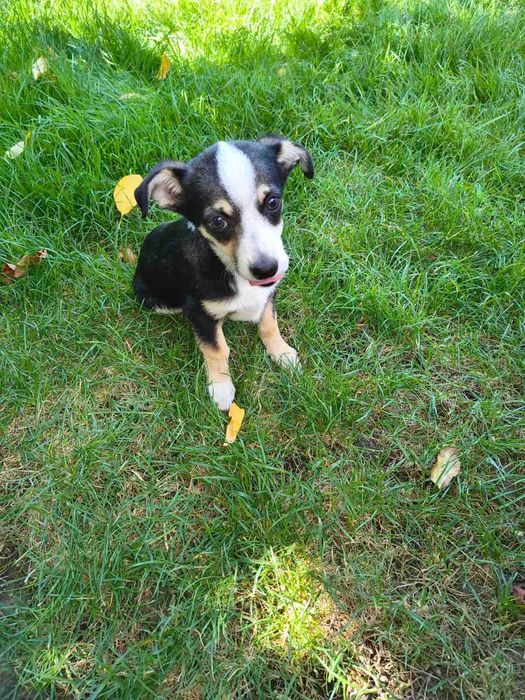 Подарява се малко кученце