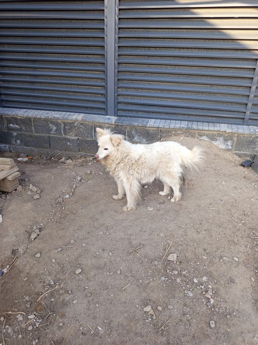 Маленькая собачка в дар