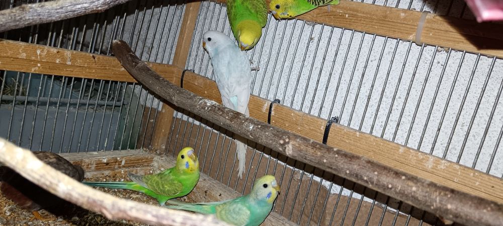 Papagal peruș diferite culori