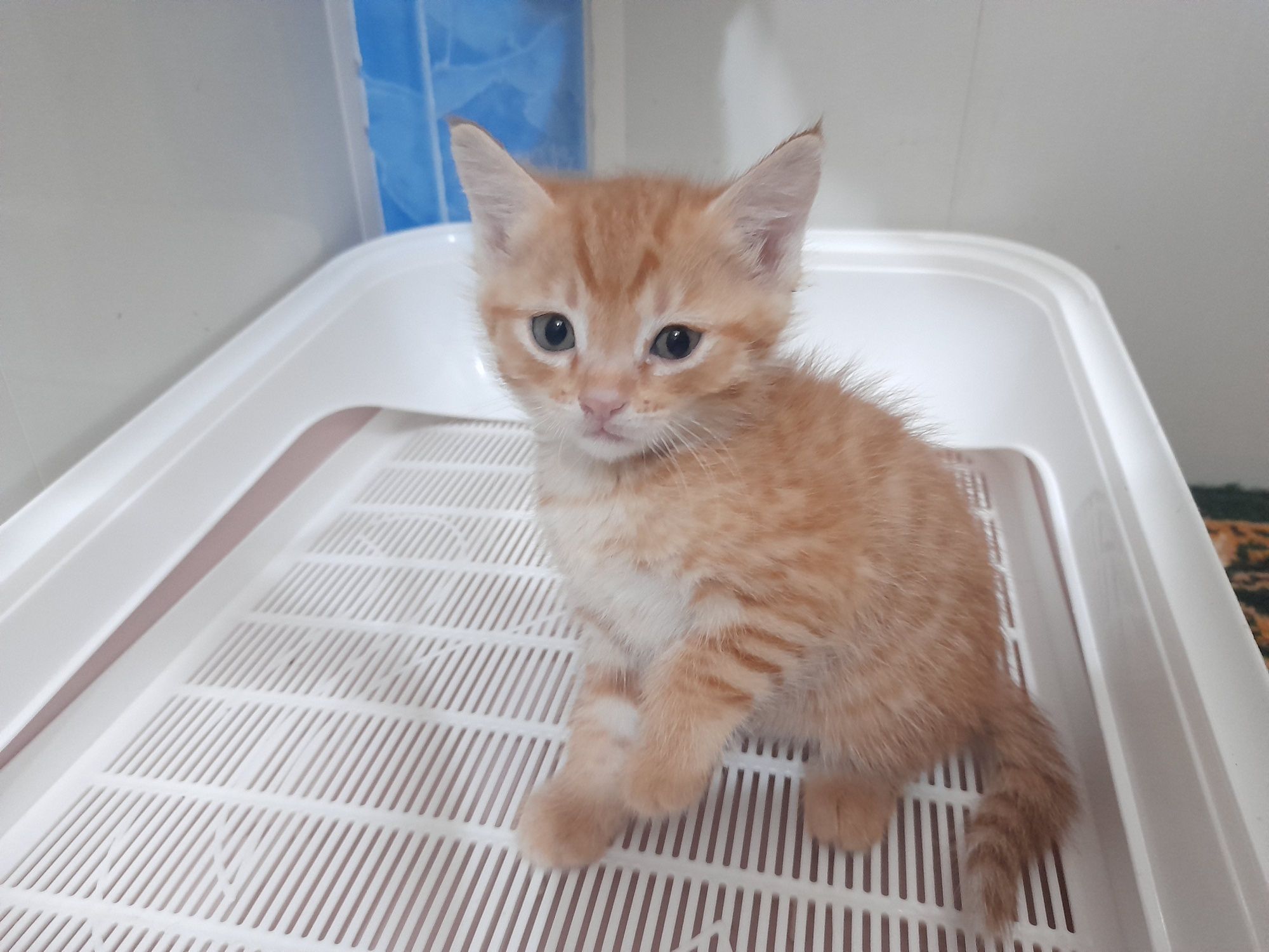 Котята 1.5 месяца
