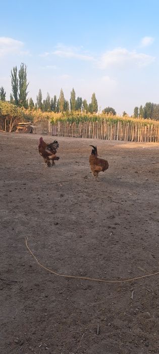 Кораздар сатылады