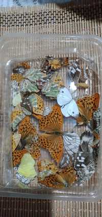 Бабочки  засушенные для декора