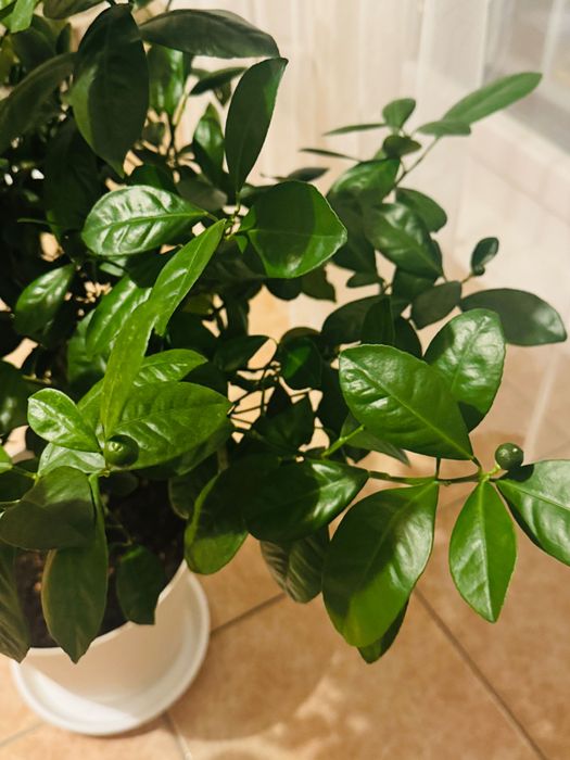 Mandarin înalt (copacel) cu multe fructe