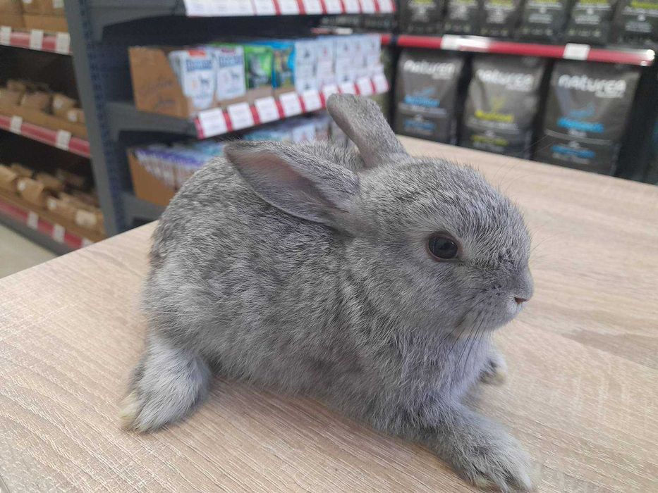 Декоративно мини зайче на 1 месец