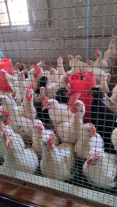 Yangi qichqirgan XOʻROZLAR sotiladi