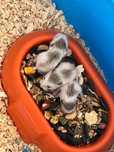 Donez hamsteri