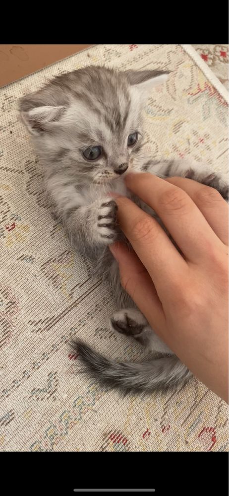 прямоухий котенок