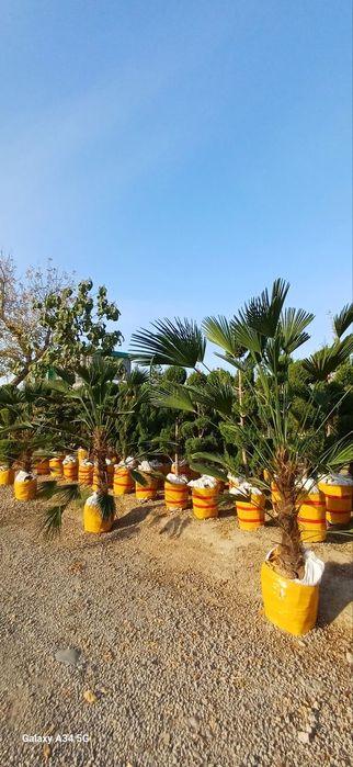 декоративный арчалар дарахтлар оптом нахрда  маржвеник спираль банзай