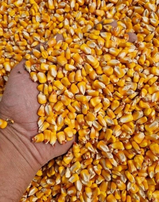 De vânzare malai uscat și Orz