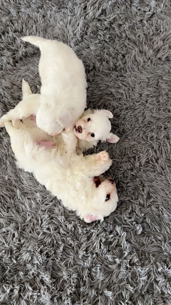 Bichon talie mica