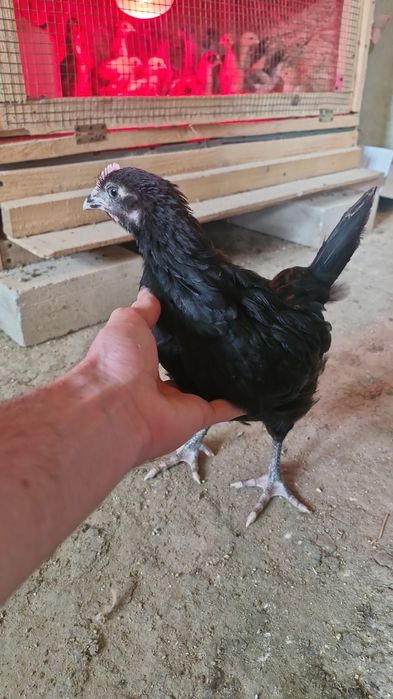 Ouă pentru incubat și pui