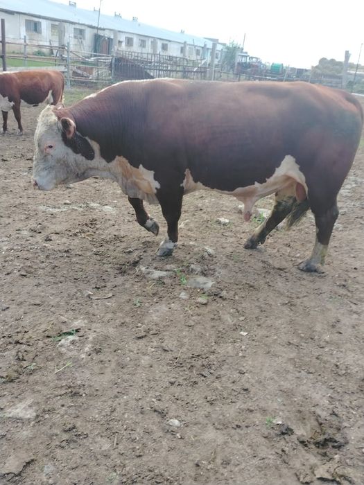 Белаголовый бык мясной породы 3 года