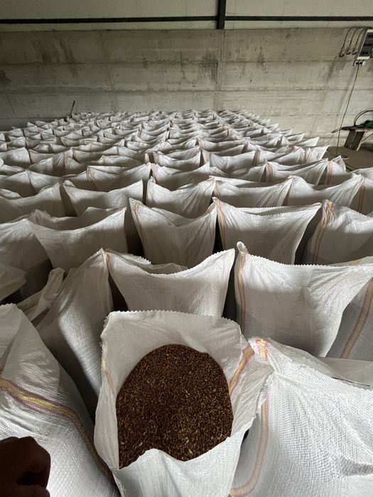 Grâu productie 2025