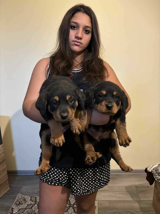 Продавам ротвайлери