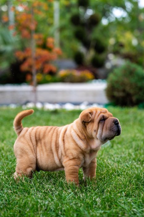 Прекрасно кученце Шарпей