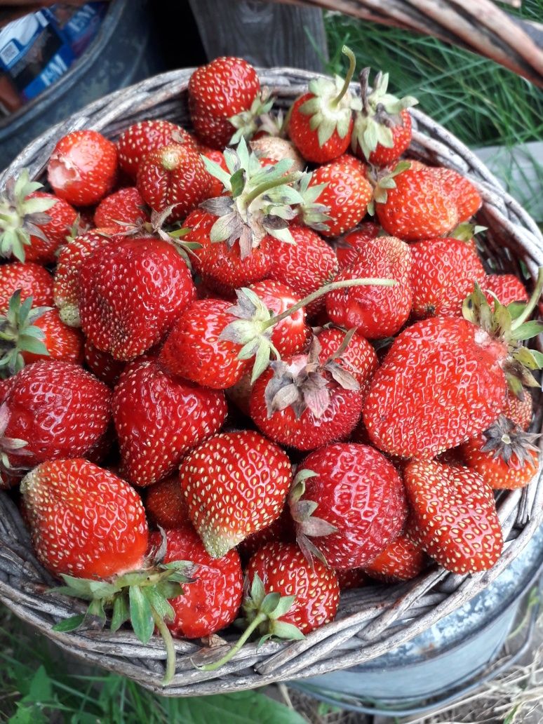 Продам викторию !
